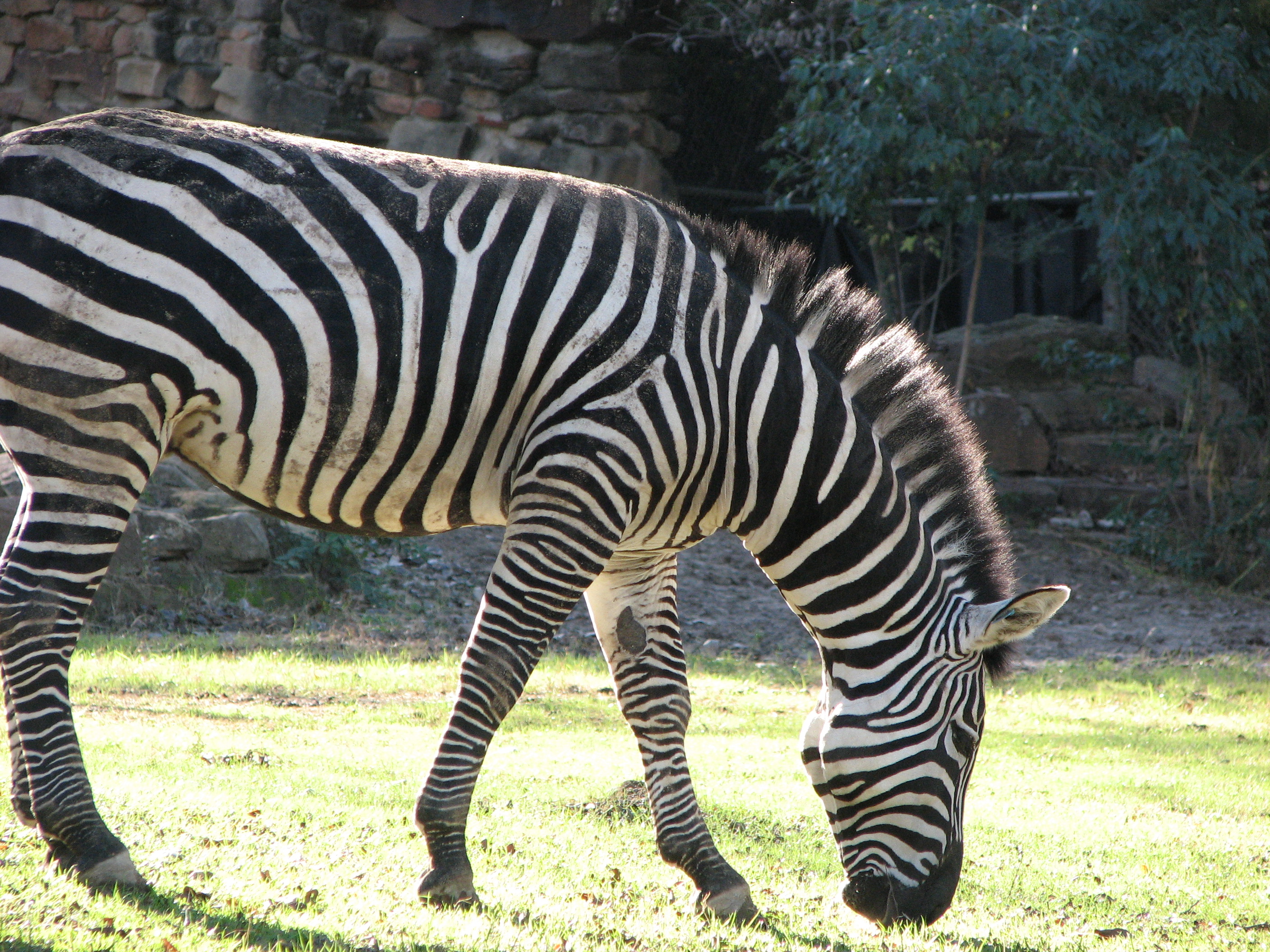 Fort Worth Zoo Animals zebra seconews.org